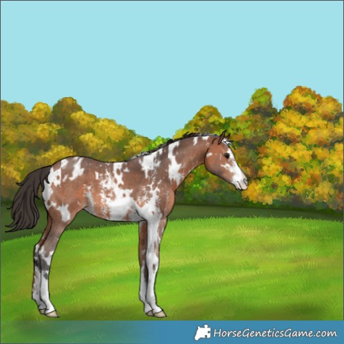 Horse Color:White Spotted Bay Sabino Varnish 