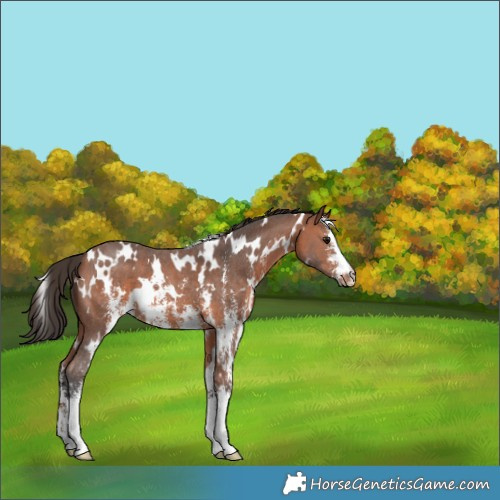Horse Color:White Spotted Bay Sabino 