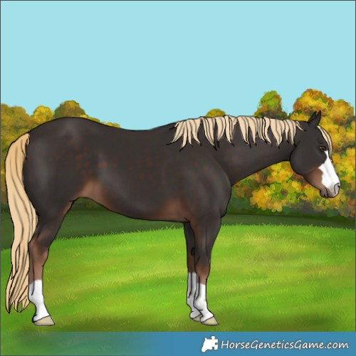 Horse Color:Liver Chestnut 