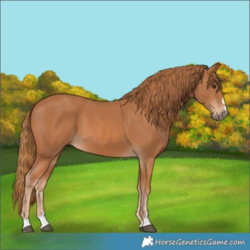 Horse Color:Chestnut 