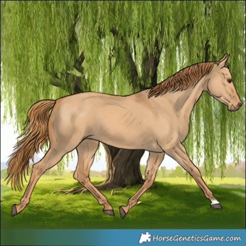 Horse Color:Red Dun 