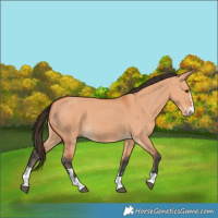 Horse Color:Bay Dun