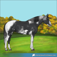 Horse Color:Black Tobiano Frame 
