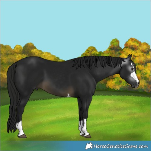 Horse Color:Gray Buckskin 