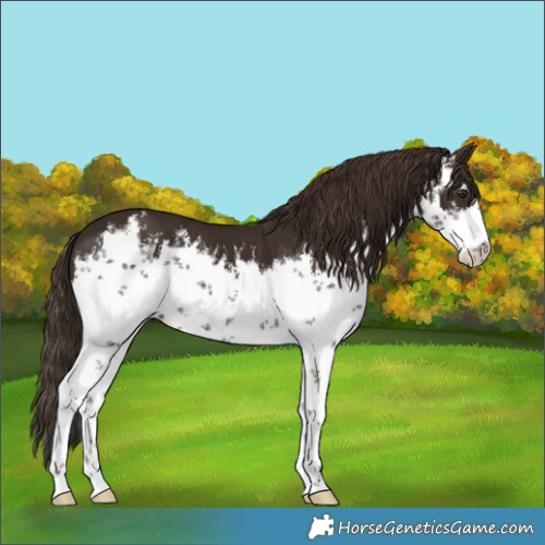 Horse Color:White Spotted Liver Chestnut 