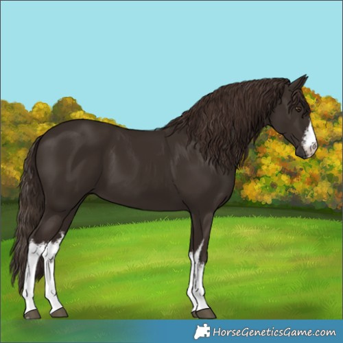 Horse Color:White Spotted Liver Chestnut
