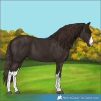 Horse Color:White Spotted Liver Chestnut