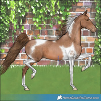 Horse Color:Brown Pearl Tobiano