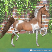 Horse Color:Brown Pearl Tobiano 