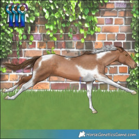 Horse Color:Brown Pearl Tobiano 