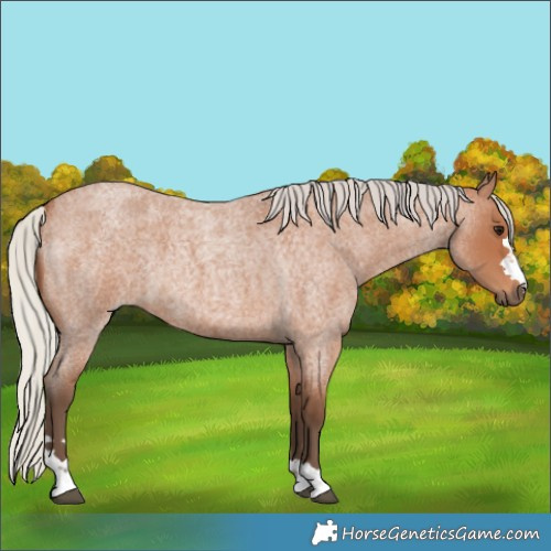 Horse Color:Silver Bay Roan 
