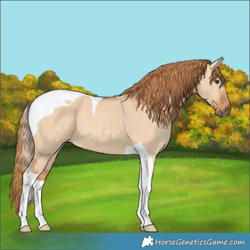 Horse Color:Red Dun Tobiano 