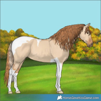 Horse Color:Red Dun Tobiano 