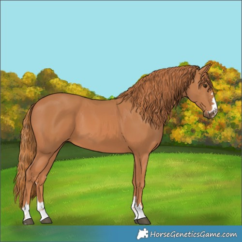 Horse Color:Chestnut 