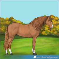 Horse Color:Chestnut 