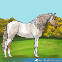 Horse Color:Chocolate Palomino Roan Dun Tobiano 