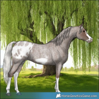 Horse Color:White Spotted Silver Blue Roan Splash Frame Appaloosa