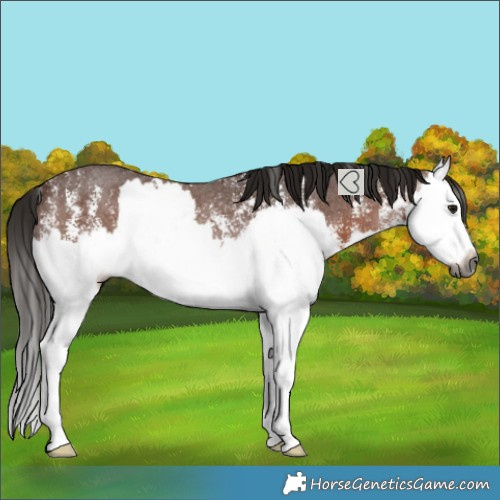 Horse Color:Gray Bay Sabino Splash Rabicano 