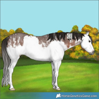 Horse Color:Gray Bay Sabino Splash Rabicano 