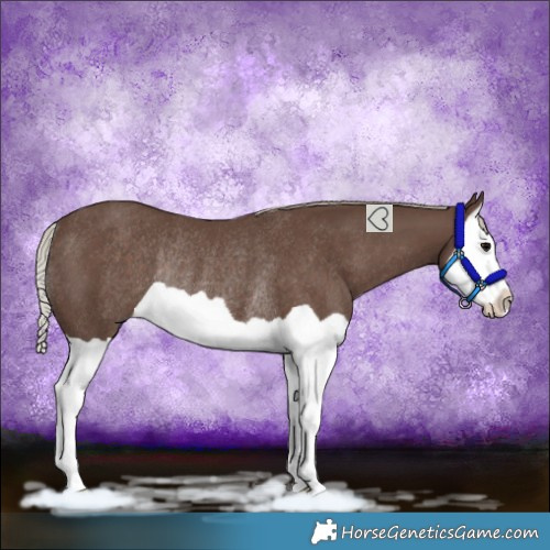 Horse Color:Silver Black Splash Rabicano