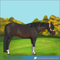 Horse Color:Brown Tobiano 