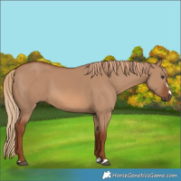Horse Color:Red Dun 