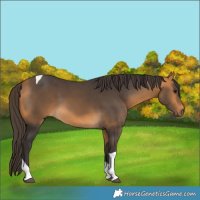 Horse Color:Buckskin Tobiano 
