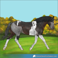 Horse Color:Brown Tobiano 