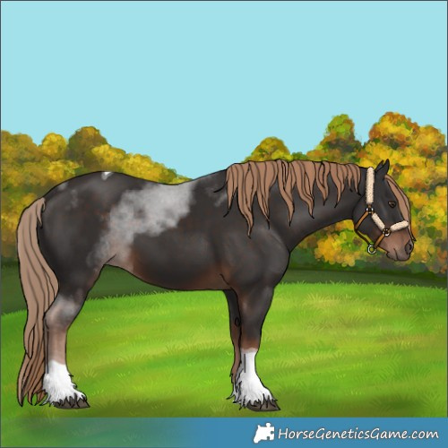 Horse Color:Liver Chestnut Tobiano 