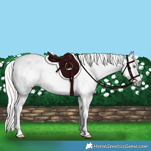 Horse Color:Gray Silver Amber Cream Champagne Roan Dun Splash Tobiano Frame Appaloosa Rabicano 