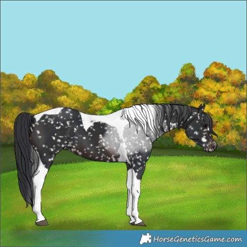 Horse Color:Brown Tobiano Snowflake Varnish