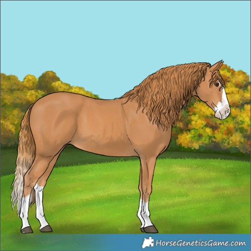 Horse Color:Chestnut Splash
