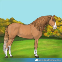Horse Color:Chestnut Splash