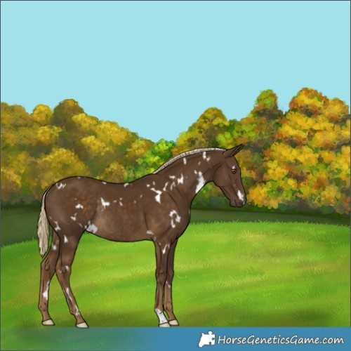 Horse Color:White Spotted Chocolate Palomino Rabicano 