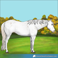 Horse Color:Red Dun Sabino 