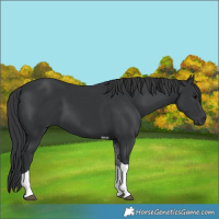 Horse Color:Black Tobiano 