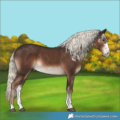 Horse Color:Liver Chestnut Mushroom Sabino 