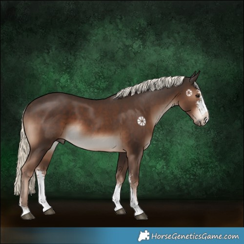 Horse Color:Liver Chestnut Mushroom Sabino 