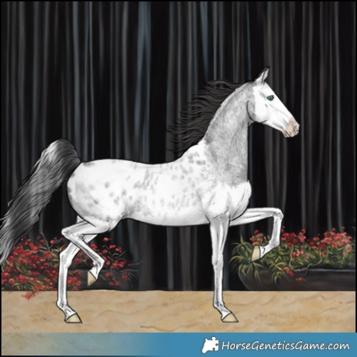 Horse Color:Blue Roan Splash Blanket Rabicano 
