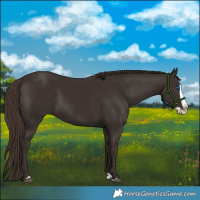 Horse Color:Liver Chestnut Splash 