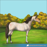 Horse Color:Buckskin Roan Tobiano 