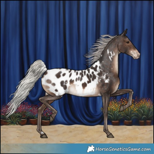 Horse Color:White Spotted Silver Brown Appaloosa 