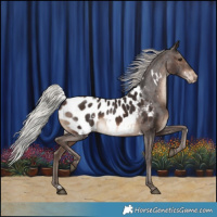 Horse Color:White Spotted Silver Brown Appaloosa 