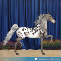 Horse Color:White Spotted Silver Brown Appaloosa 