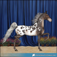 Horse Color:White Spotted Silver Brown Appaloosa