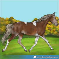 Horse Color:Chocolate Palomino Tobiano