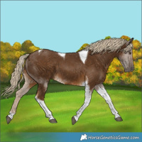 Horse Color:Chocolate Palomino Tobiano 