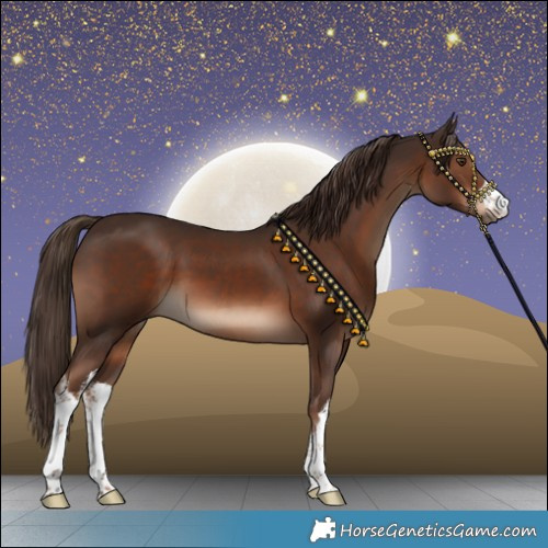 Horse Color:White Spotted Liver Chestnut 