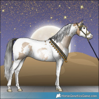 Horse Color:Gray White Spotted Liver Red Dun Splash Tobiano