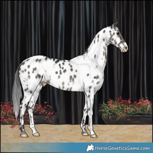 Horse Color:White Spotted Grullo Near Leopard Brindle 
